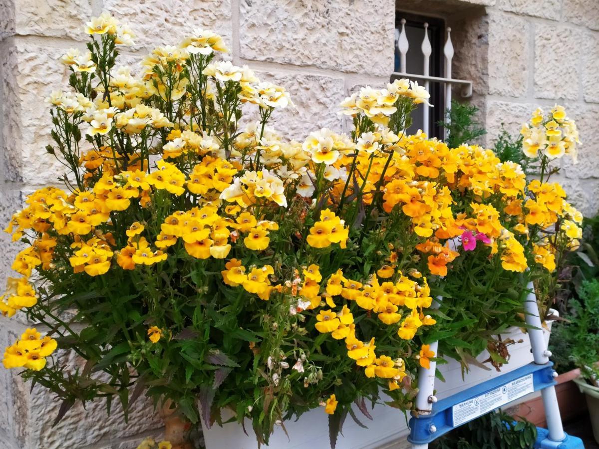 Cozy Garden Lägenhet Jerusalem Exteriör bild